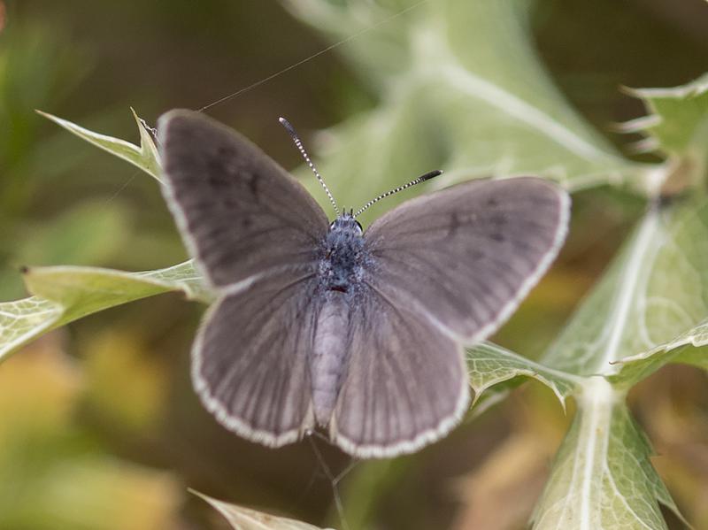 News & Media of Adevărul Suveran S.A